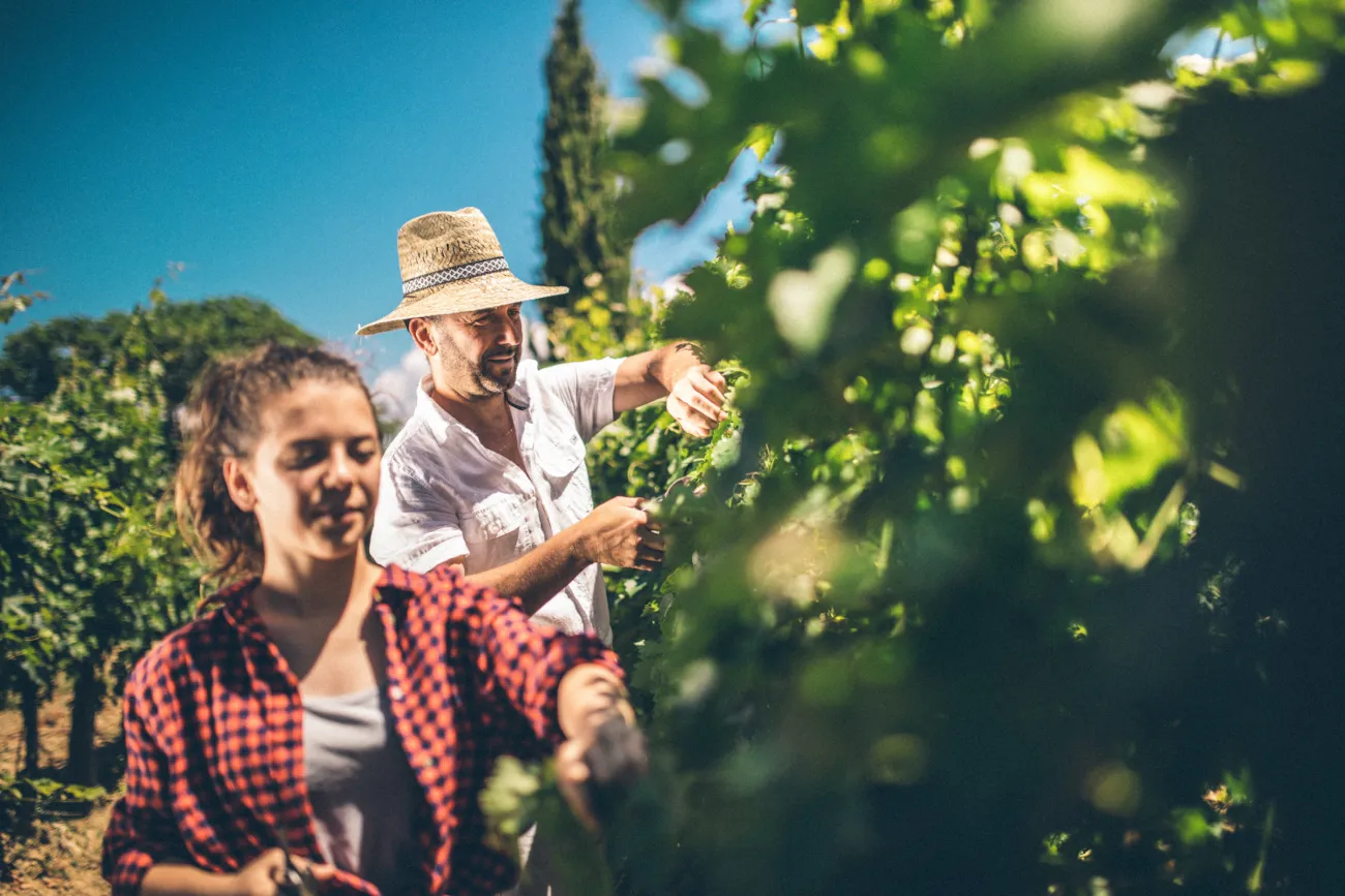 Oče in hči v vinji